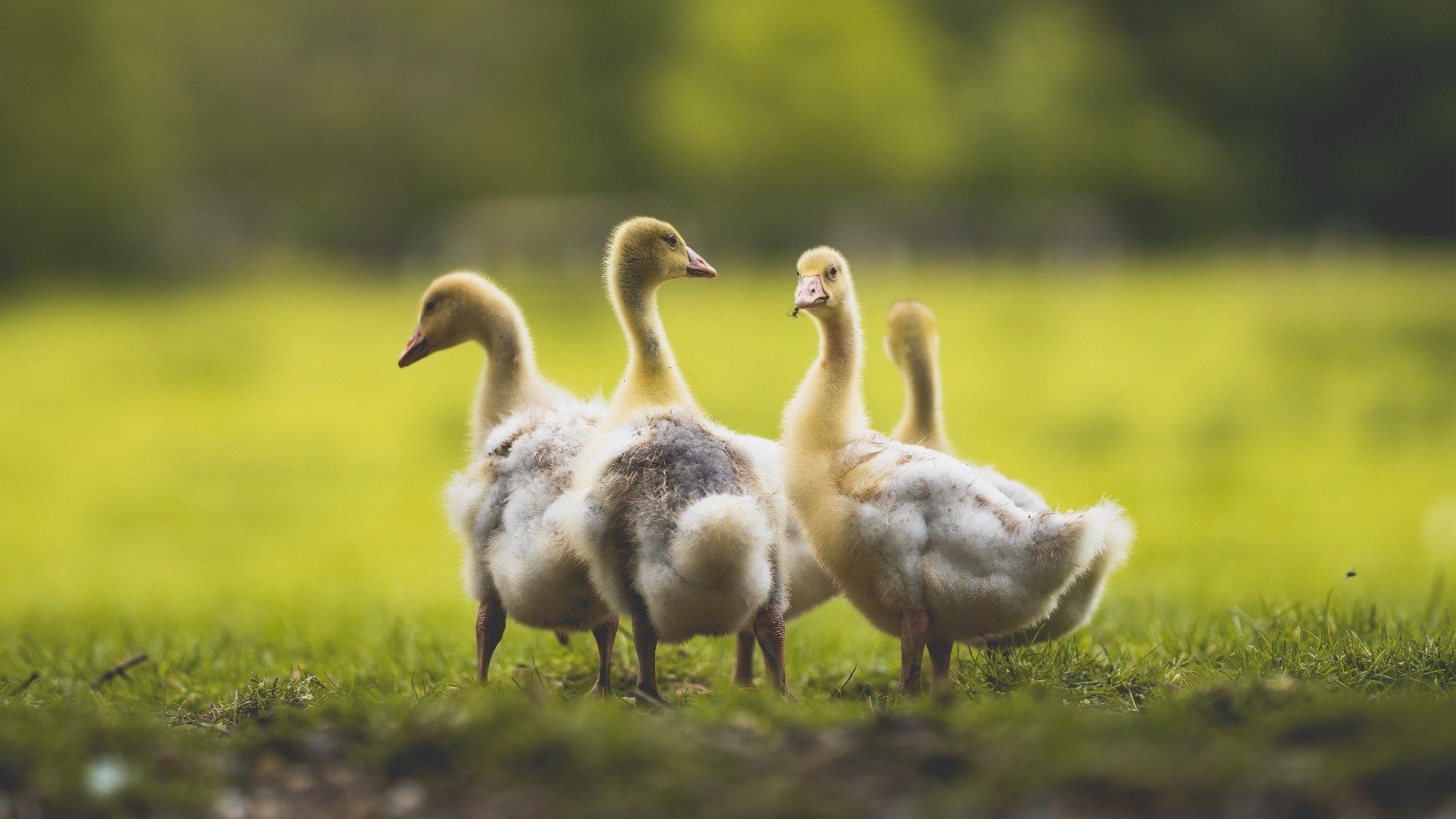 当非洲鼓点响彻西班牙小镇，奥纳纳一锤定音，比利亚雷亚尔绝杀南非英雄