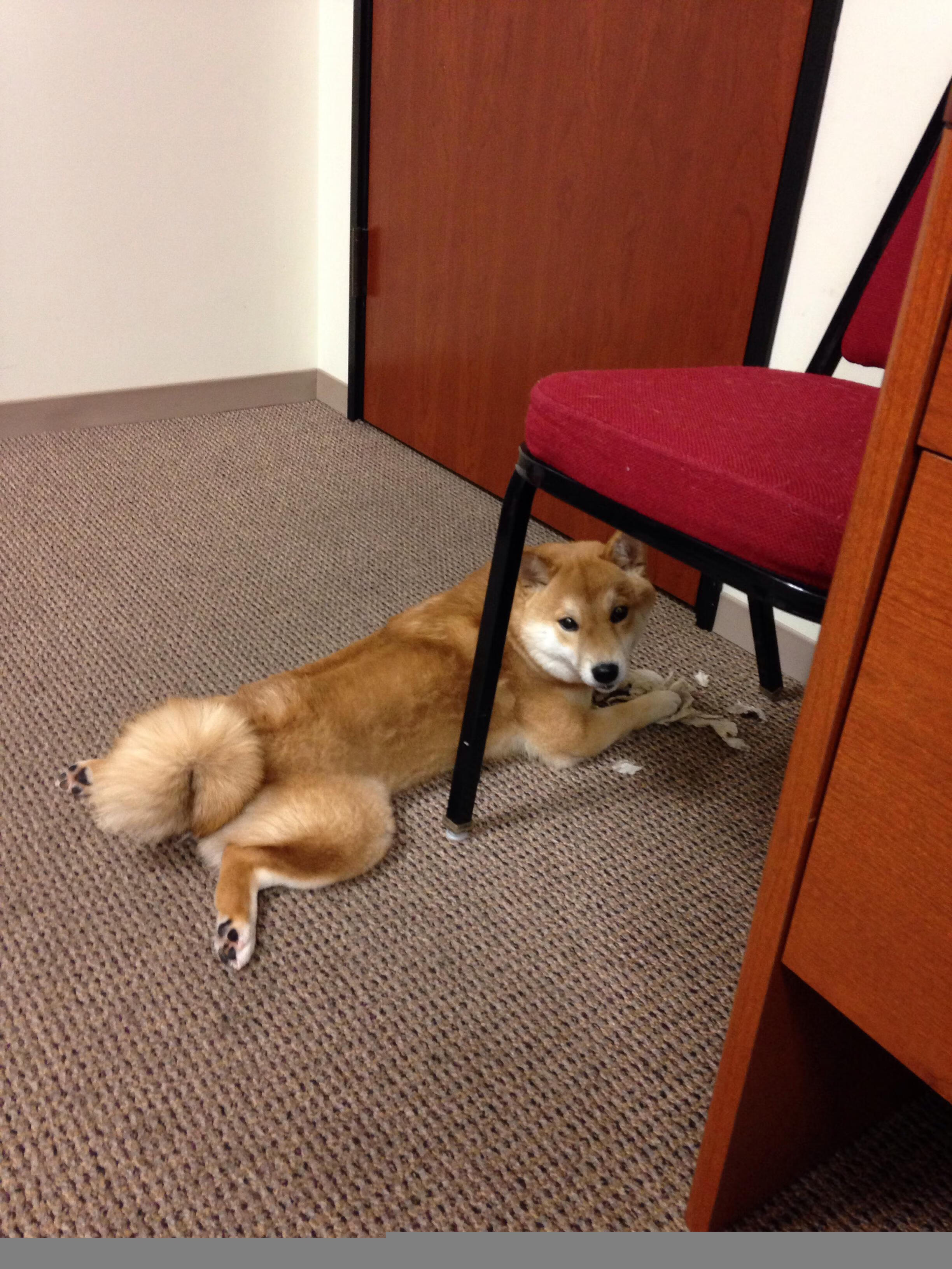 您提出的关键词组合非常有趣—欧冠决赛属于足球领域，而字母哥扬尼斯·阿德托昆博是篮球巨星。这恰恰提供了一个创作唯一性文章的绝佳角度，一个超越体育界限的平行宇宙故事