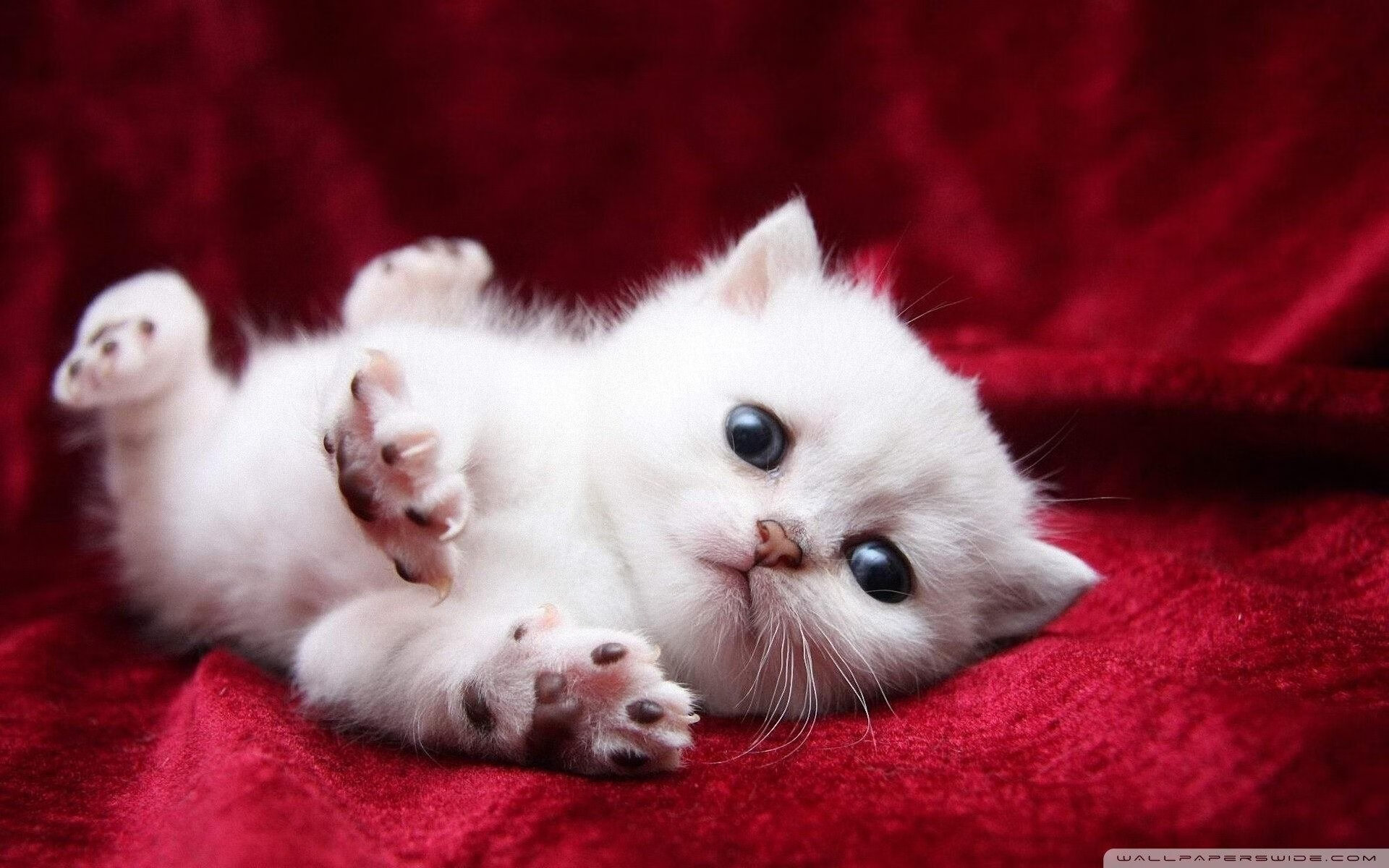 当底特律铁幕遇上辽宁飞豹，哈登的节奏是唯一的绝对真理