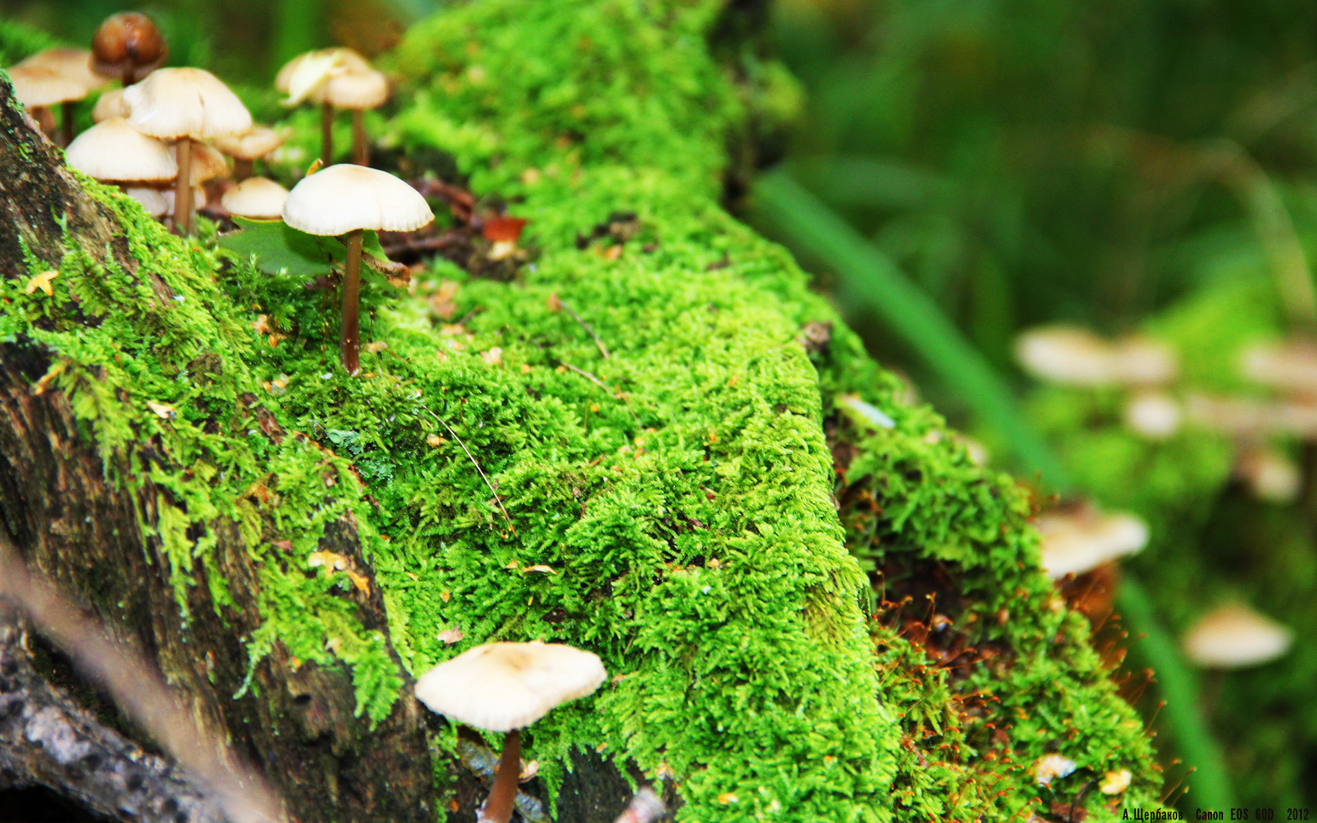 世界杯焦点战，梅西终破心魔，阿根廷国王粉碎公牛三代传奇