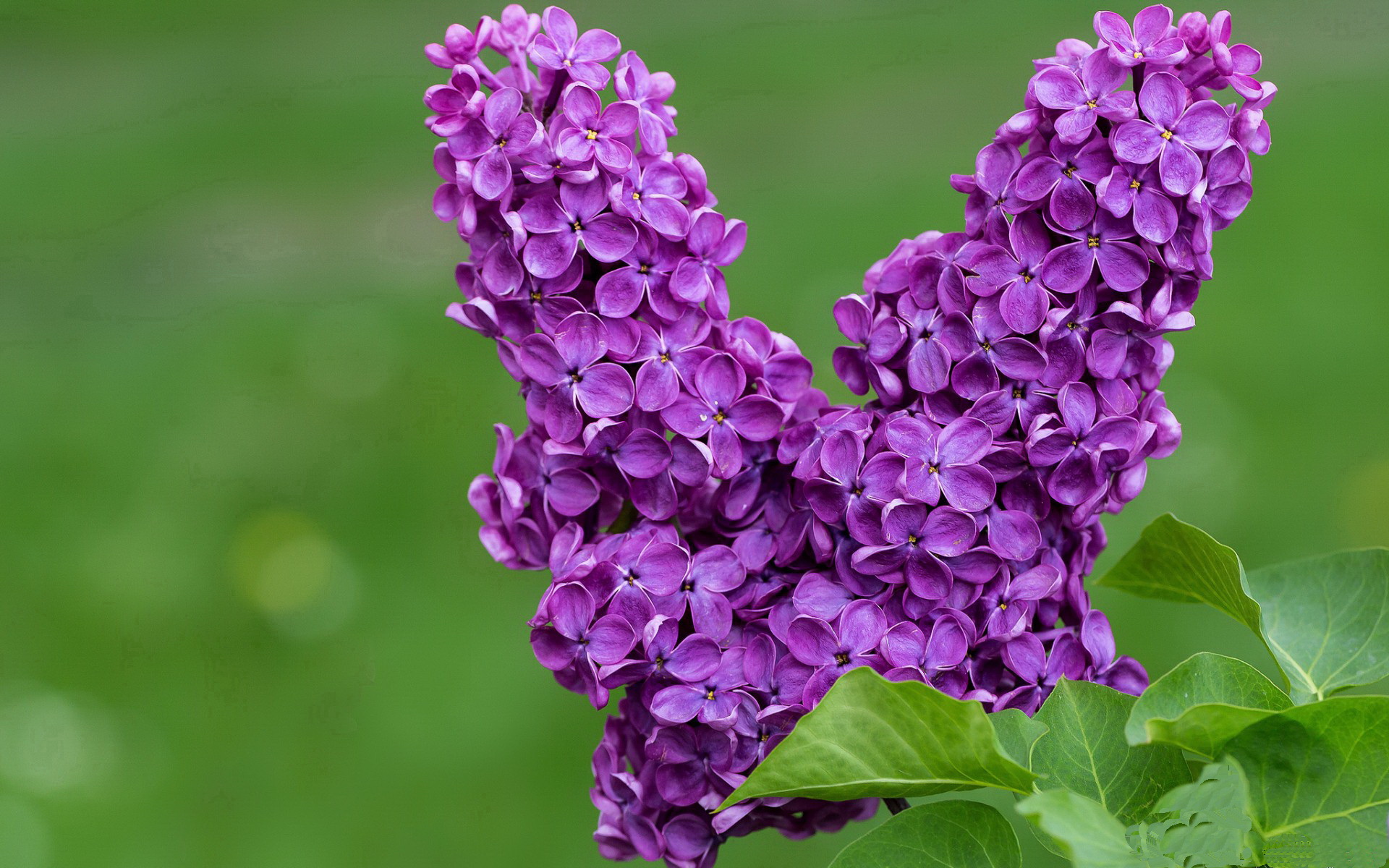 猛龙出闸撕碎广厦铁阵，米切尔50分诠释完美定义