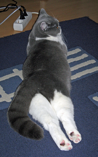 欧冠之夜唯一奇点,马克西,燃烧宇宙的能量喷发