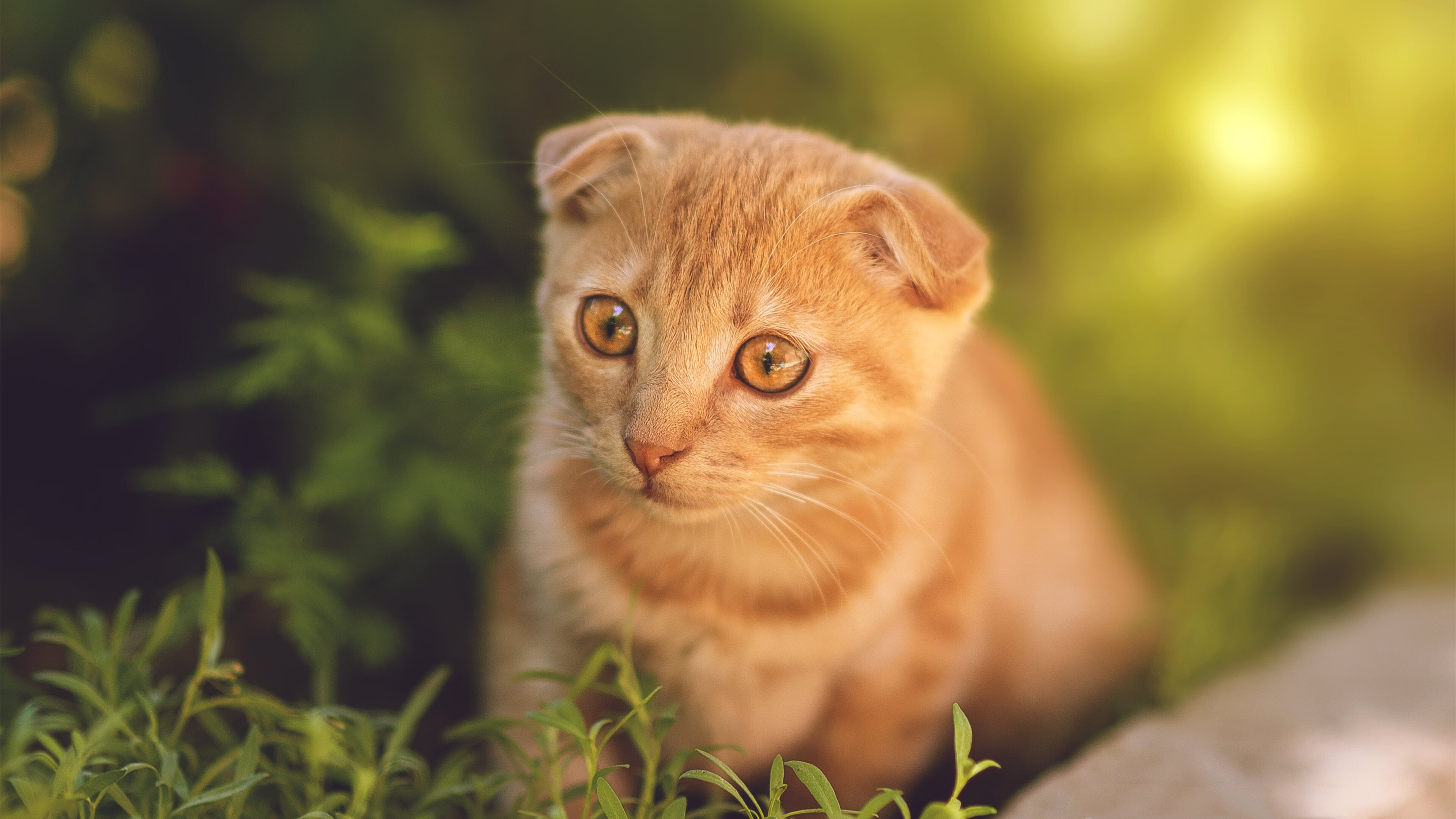 虚假记忆与绿茵幽灵，当萨内与埃及在斯坦福桥重叠