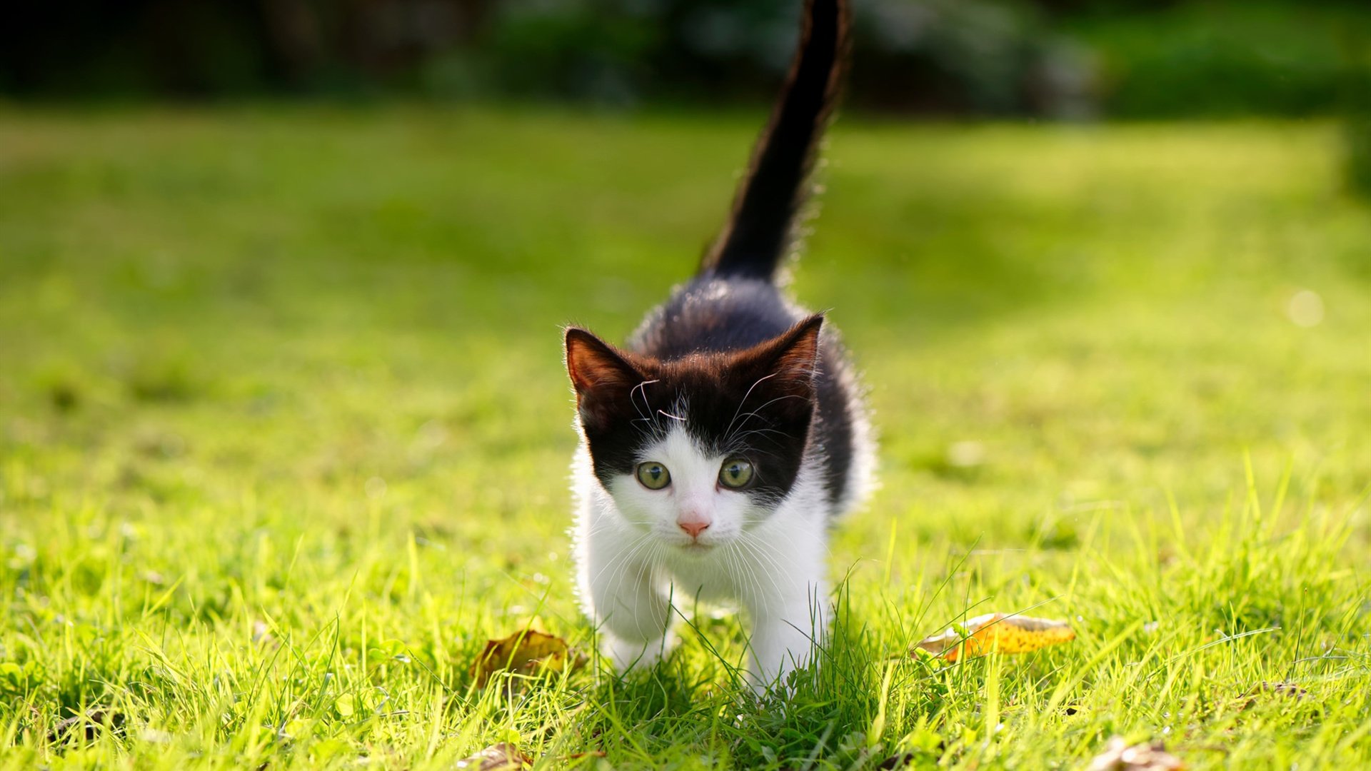 决战时刻的金色标签，从骑士绝杀到利拉德式接管