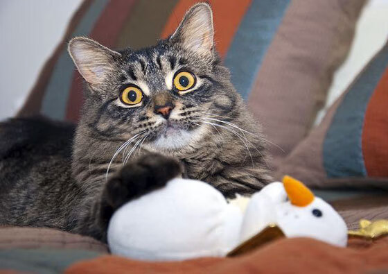 掀翻巨人!戈麦斯一剑封喉,哥伦比亚暗黑战术撕裂尼斯防线