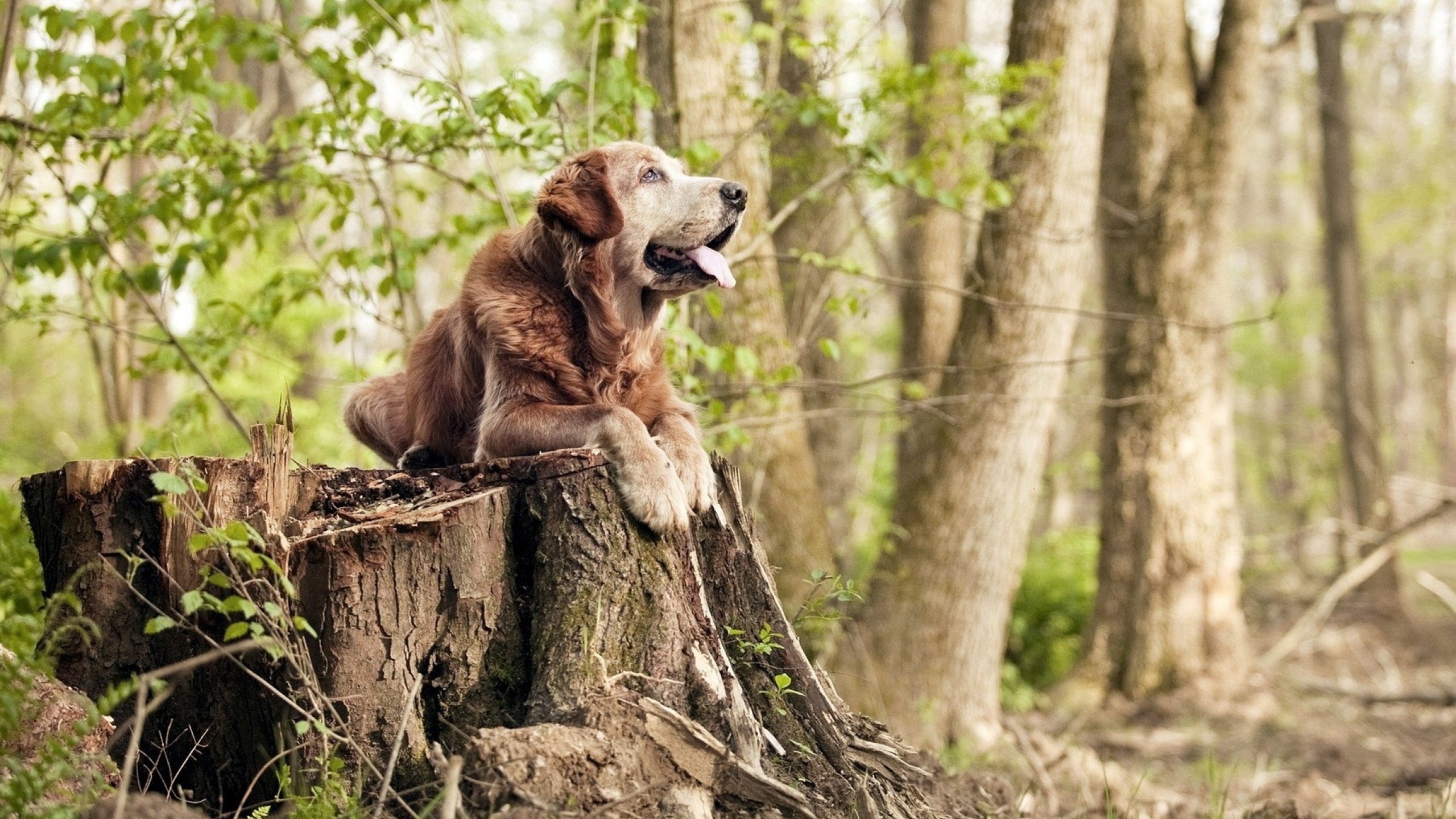 仙人掌与石油的对决，墨西哥绿茵强压伊拉克抢七夜