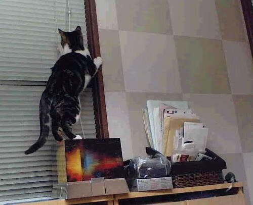 从风城到孟菲斯,扎克·拉文的关键先生正名之战