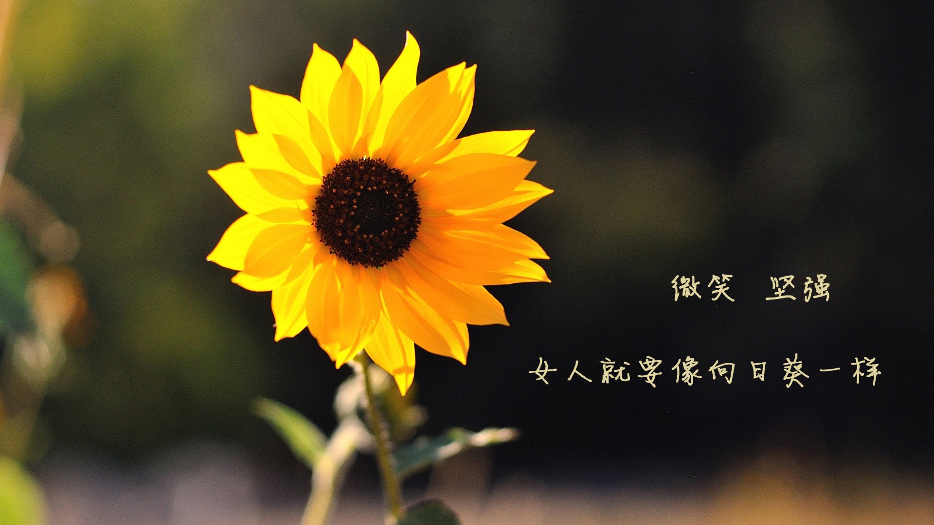 逆转之国,喀麦隆的咆哮与内马尔的神谕—2026世界杯C组,一场定义唯一的史诗对决